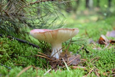 mushroom under tree