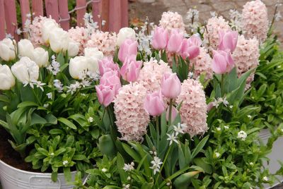 pink potted flowers