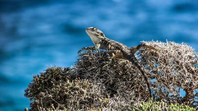 entitled lizard near water