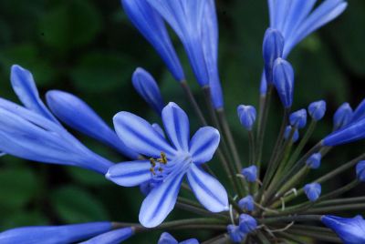 cluster of blooming flowers