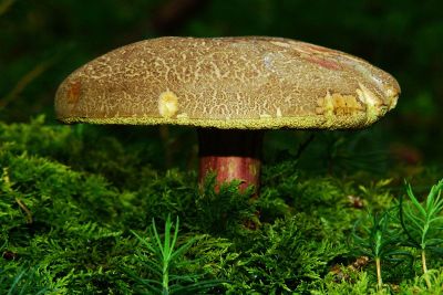 mature mushroom