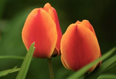 tulips up close