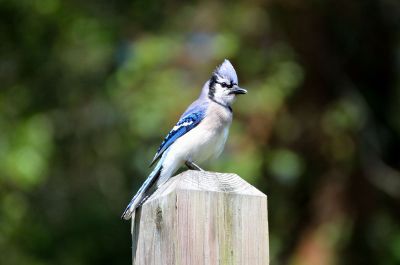 blue jay on a post