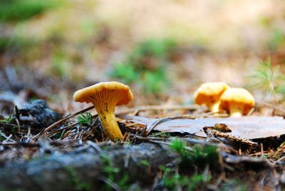 yellow mushrooms growing