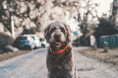 cute dog in the street