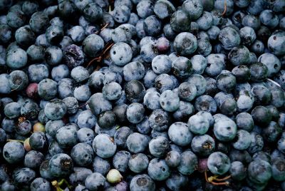 freshly picked blueberries
