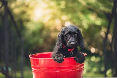 dog in red bucket