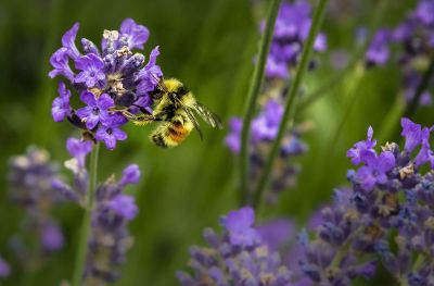 bee on purple flower