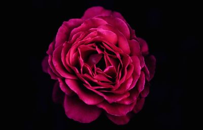 magenta garden rose