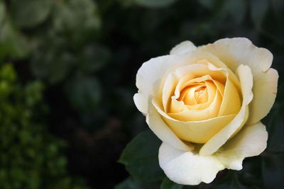 single yellow rose