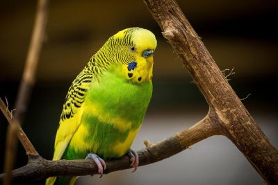 bird on tree