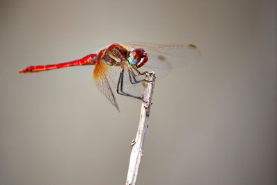 a dragonfly on a branch