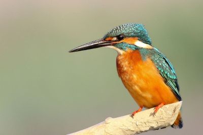 colorful bird