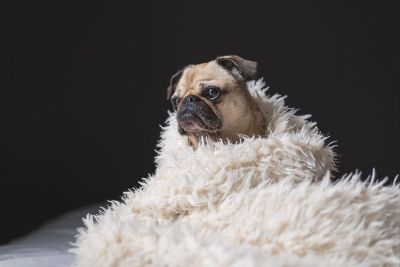 pug wrapped in blanket