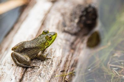 toad on log