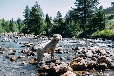 dog stand in river