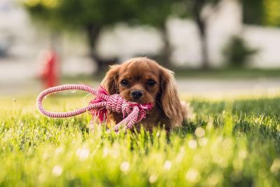 puppy with a toy