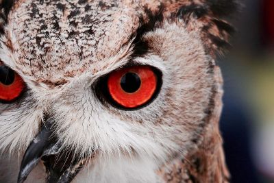 red eye owl