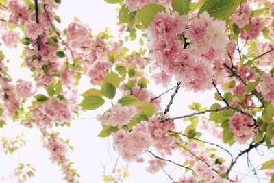 pink poofy flowers