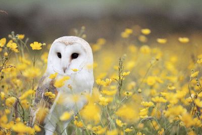 white owl in flowers