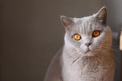 gray cat