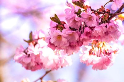 cherry tree blossoms