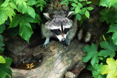 raccoon under plants