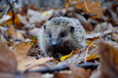 porcupine in leaves