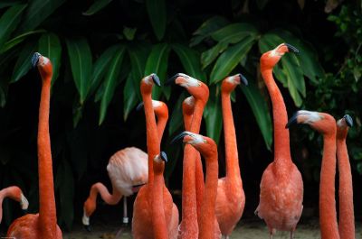 red flamingos