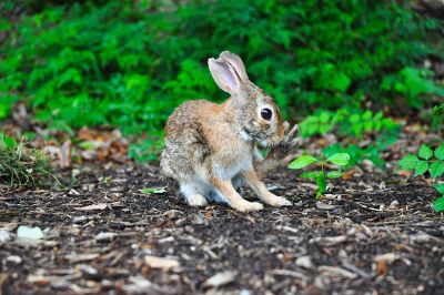 bunny on the ground