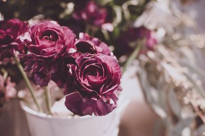 purple roses in a pot