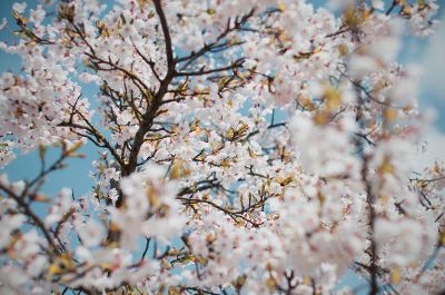 cherry blossoms blooming