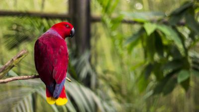 perched red parrot