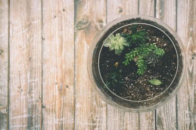 plants and soil in a pot