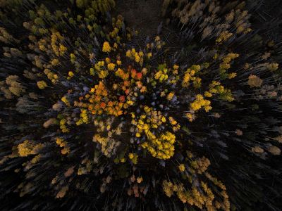 trees seen from above