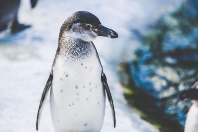 penguin in a snow area