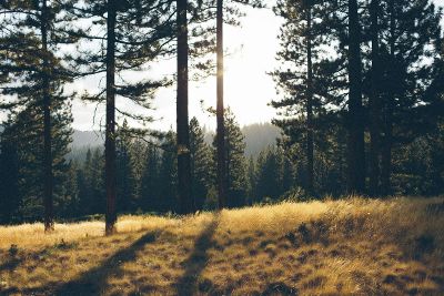 trees with dry grass