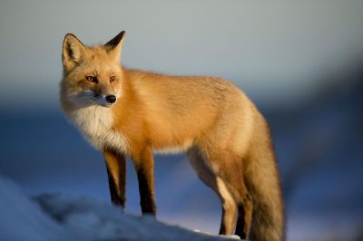 stoic fox