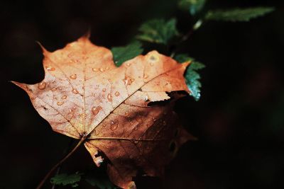 a picture of dry leaf