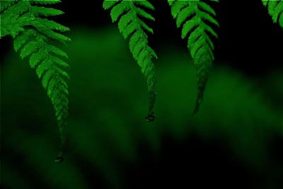 water droplets on fern