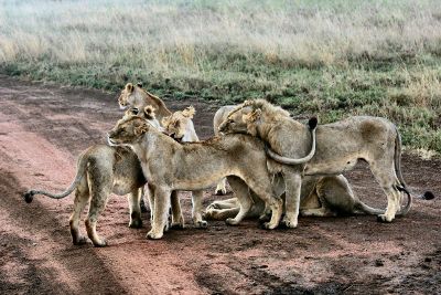 lion pride snuggeling