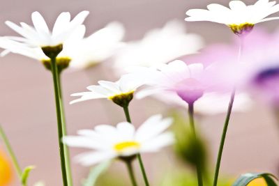 daisies in the spring