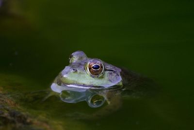 frog in a pond