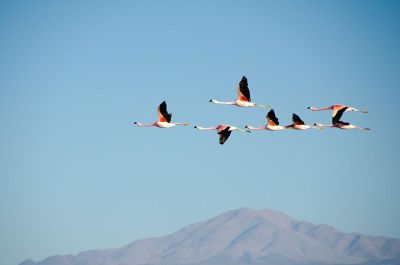 flock of pink flamingo