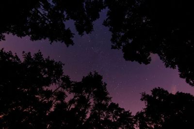 night sky in the wood