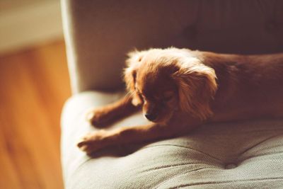 sleepy puppy stretches