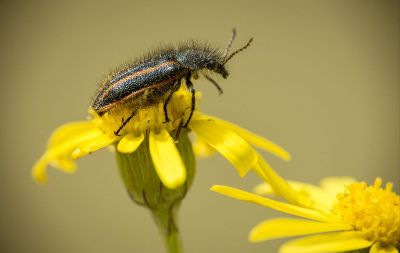 bug on flower