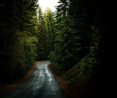 dense forest with a road