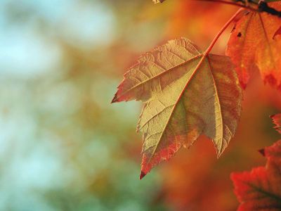 autumn tree leave