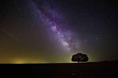 night sky with lonely tree
